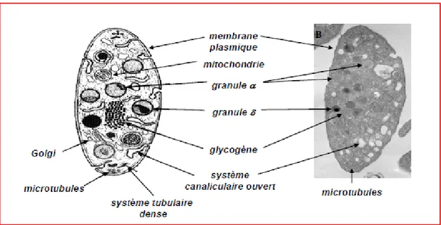 Figure 12: Morphologie et ultrastructure des plaquettes (Everts et al., 2006). 