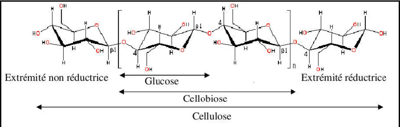 Figure 2 : Structure de la molécule cellulose (Christophe, 2007) 