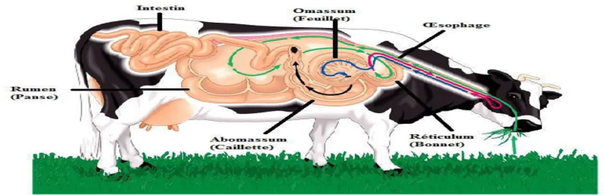 Figure 5: Tube digestif des ruminants (Anonyme 1).  