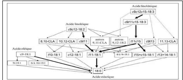 Figure 8 : Principales voies connues ou probables de la biohydrogénationruminale des 