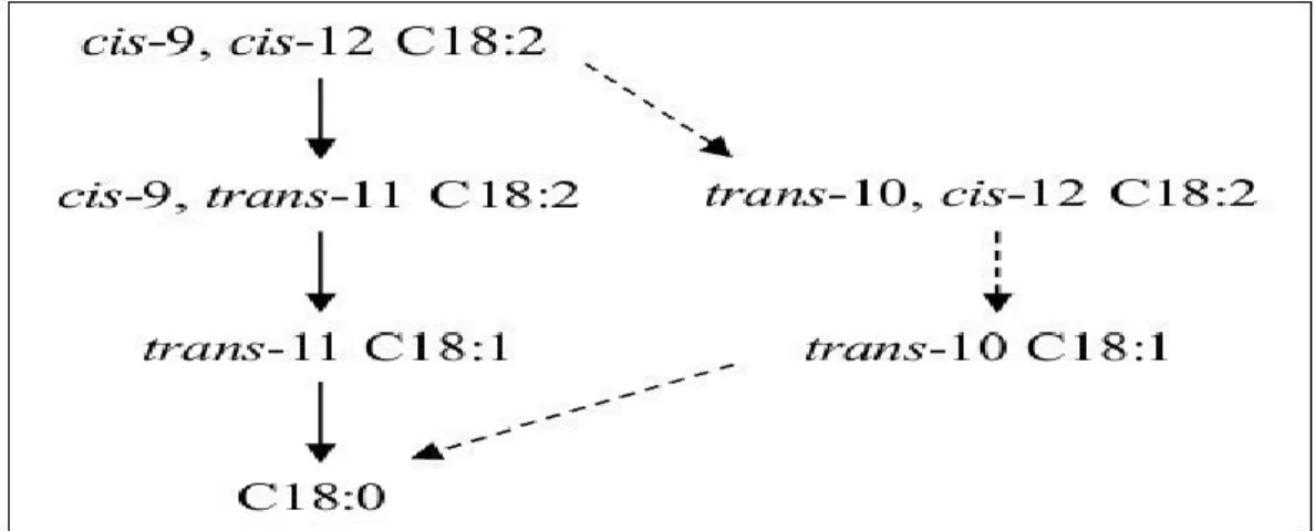Figure 9: Biohydrogénation ruminale de l’acide linoléique: détail des voies du trans-11 et 