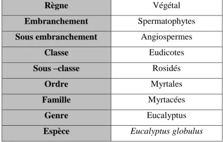 Tableau 5 : Classification d’Eucalyptus globulus (Guignard, 2001). 