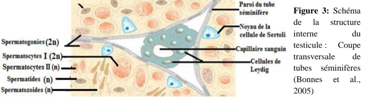 Figure 2 : Schéma de la structure interne du testicule : A) Coupe longitudinale du testicule et  de l’épididyme