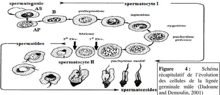 Figure  4 :  Schéma  récapitulatif  de  l’évolution  des  cellules  de  la  lignée  germinale  mâle  (Dadoune  and Demoulin, 2001)    