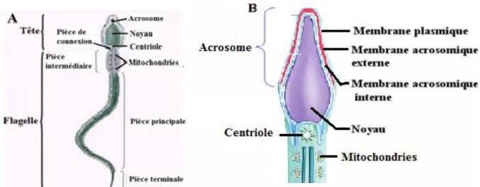 Figure 5 : Structure d'un spermatozoïde A) Schéma d’un spermatozoïde. B) Schéma de la tête  et de la pièce intermédiaire d’un spermatozoïde (Sherwood et al., 2016)