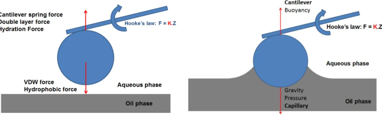 Figure 4.2: Force balance during approach and adsorption  Tableau 4.2: Force analysis during adsorption 