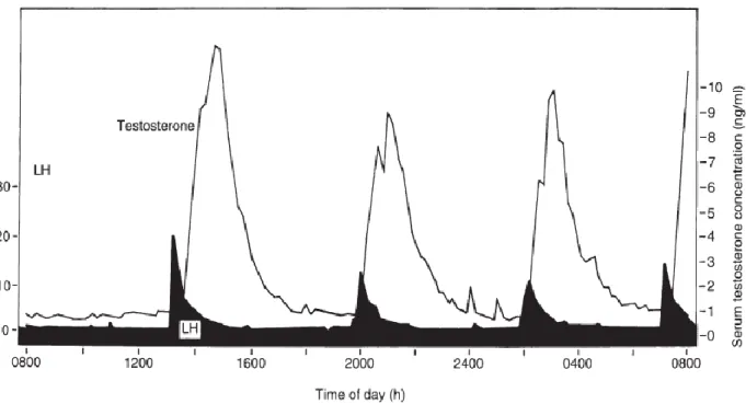Figure 06.  Profils de la sécrétion de la LH et de la Testostérone chez les ovins (Noakes et al