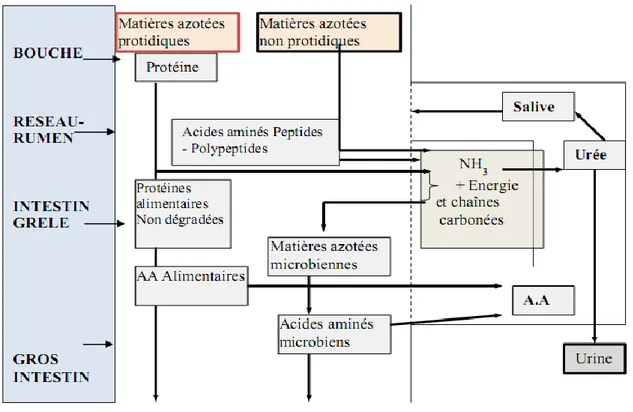 Figure 11. Schéma simplifié de la digestion des matières azotées par le ruminant  (ITEB-