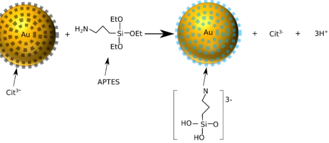 Figure 2.8 Schematics for surface primer attachment to citrate-stabilized gold colloid for further  silica coating