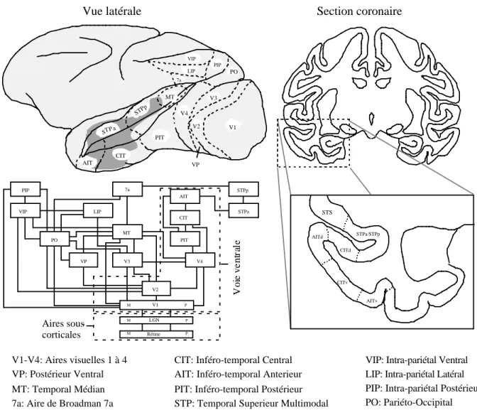 Figure 2.3 : organisations des différentes aires corticales chez le singe. La zone de couleur sombre sur la vue latérale représente la zone dans laquelle des neurones sélectifs aux visages ont été enregistrés
