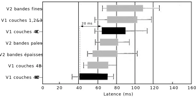 Figure 2.5 : latences de décharge dans les aires visuelles V1 et V2. Le rectangle central correspond aux centiles 25 % à 75 % (la barre verticale au centre représentant la médiane)