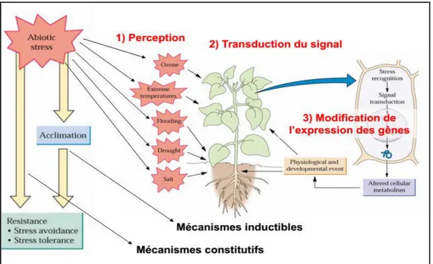 Figure 3 :  Mécanismes de résistance et d’adaptation des plantes aux différents types de stress  liés à l’environnement (LGBP, 2013)