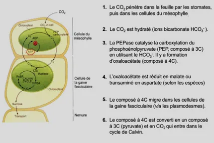 Figure 7 : Les étapes du métabolisme photosynthétique chez les plantes qui empruntent la voie  dite en C 4  (LGBP, 2013)