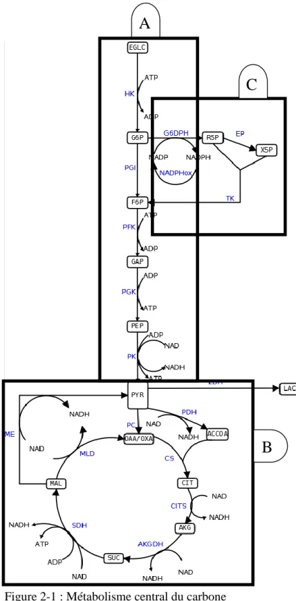 Figure 2-1 : Métabolisme central du carbone  A : La glycolyse