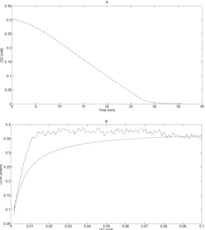 Figure  4-3  :  Données  expérimentales  brutes  des  expériences  de  respiration  (A)  ;  la  ligne  bleu  représente l'évolution de DO (mM) en fonction du temps (minutes) ; et les valeurs calculées (B) ;  la ligne bleu représente les valeurs calculées d
