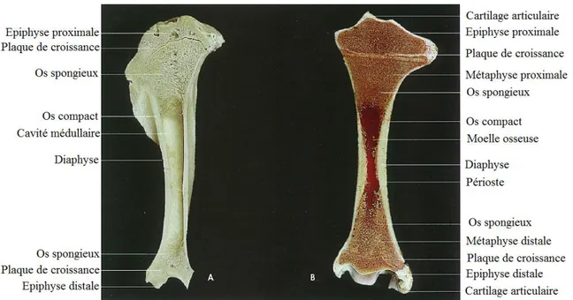 Figure n° 01 : Section sagittale d’un os long, A : après macération, B : dans un état frais 