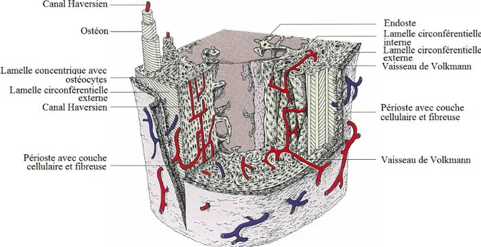 Figure n° 02 : Diagramme d’une section d’un os compact au niveau de la diaphyse 