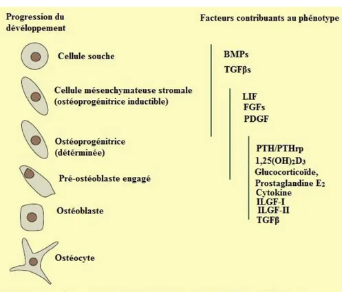 Figure n° 08 : Stages de développement des ostéoblastes et des ostéocytes à partir des 