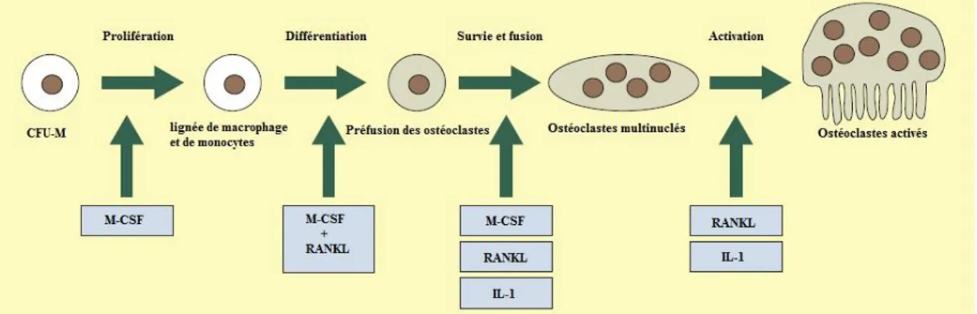 Figure n° 09 : Stages du développement des ostéoclastes à partir de la lignée des 