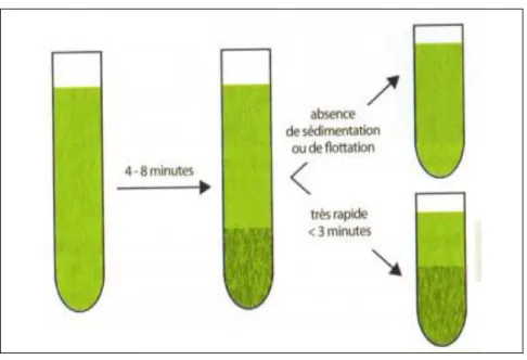 Figure 3 : Test de sédimentation (D ’après Raphaël, 2007). 