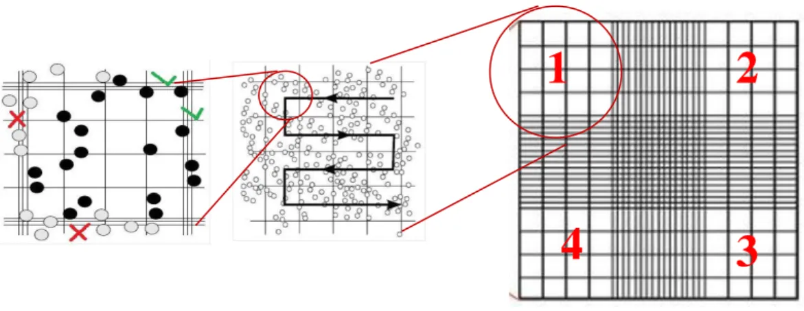 Figure 7  : Méthode de comptage dans l’hématimètre (Neubauer) 