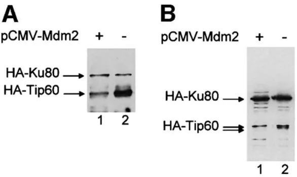 Figure 1  : Co-expression of Mdm2 decreases Tip60 expression. ( A ) U2OS cells (1  10 5 ) were transfected with 100 