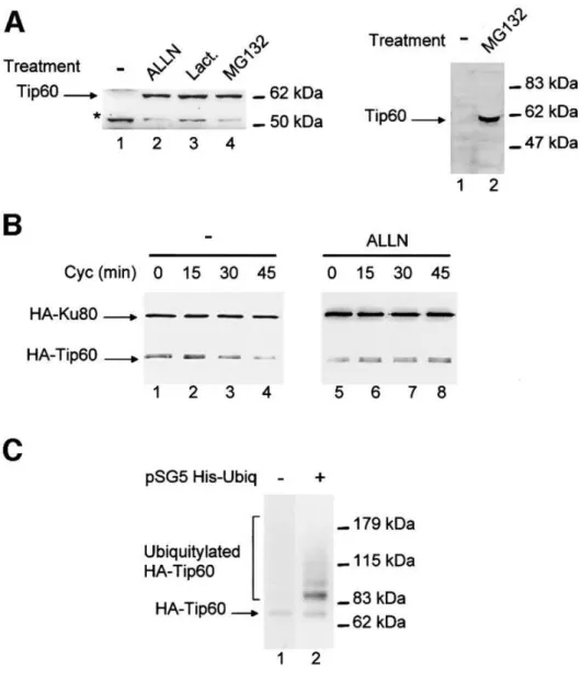 Figure 2  : Tip60 is subjected to proteasome-mediated degradation. ( A ) Jurkat cells (left panel) or HeLa cells (right 