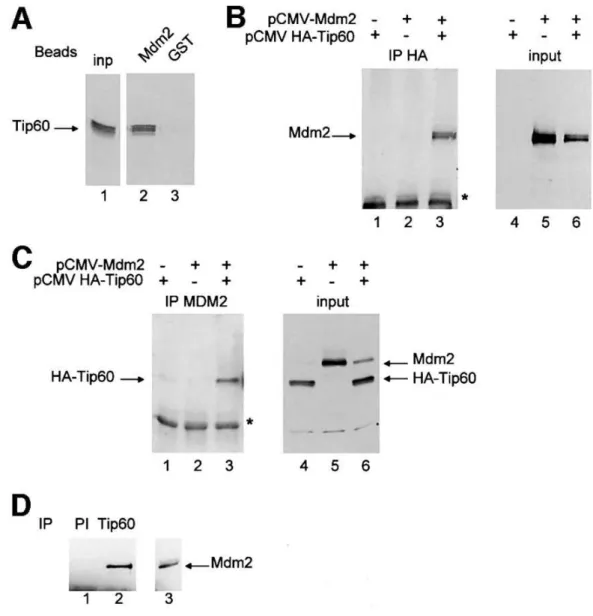 Figure 4  : Mdm2 interacts physically with Tip60. ( A ) GST pull-down with  35 S-labelled  in vitro -translated Tip60 using 