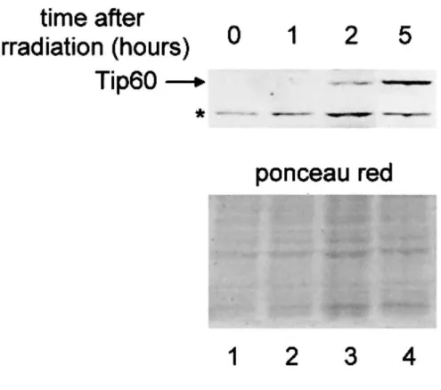 Figure 7 : Tip60 expression is induced by UV irradiation. Jurkat cells (2  10 6 ) were irradiated as indicated in Materials 