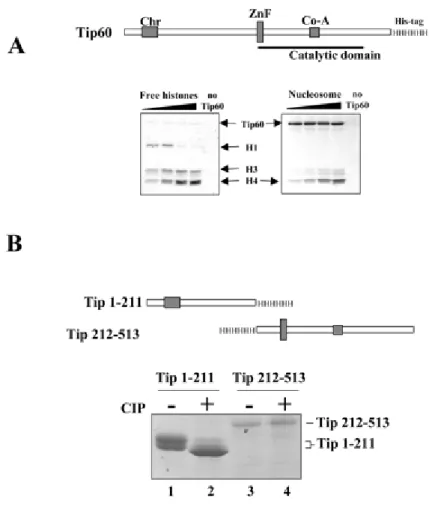 Fig.  1.     The  enzymatically  active  Tip60  expressed  in  insect  cells  is  phosphorylated.  Baculovirus‐ based  expression  system  was  used  to  produce  His‐tagged  human  Tip60  (scheme)  in  insect  cells.  A,  the  purified  enzyme  is  capabl