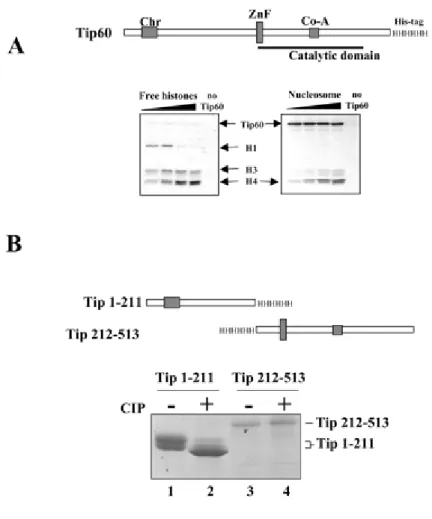 Fig.  1.     The  enzymatically  active  Tip60  expressed  in  insect  cells  is  phosphorylated.  Baculovirus‐ based  expression  system  was  used  to  produce  His‐tagged  human  Tip60  (scheme)  in  insect  cells.  A,  the  purified  enzyme  is  capabl