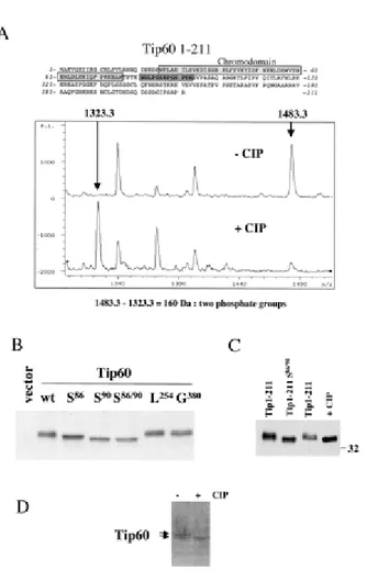 Fig. 2.   Serines 86 and 90 are two major sites of Tip60 phosphorylation. A, amino acid 1‐211 region  of Tip60 expressed and purified from insect cells was digested with trypsin, and the CIP‐treated and  untreated  tryptic  fragments  were  analyzed  by  m