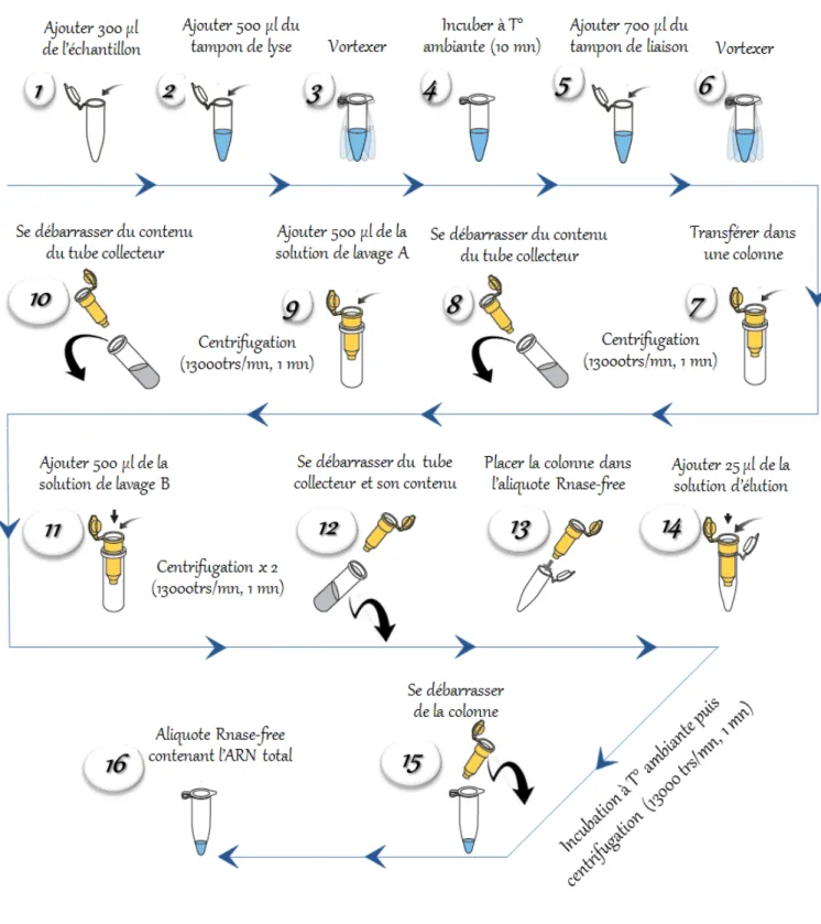 Figure n°14 : Etapes d’extraction de l’ARN viral par adsorption de l’acide nucléique sur  membrane de silice