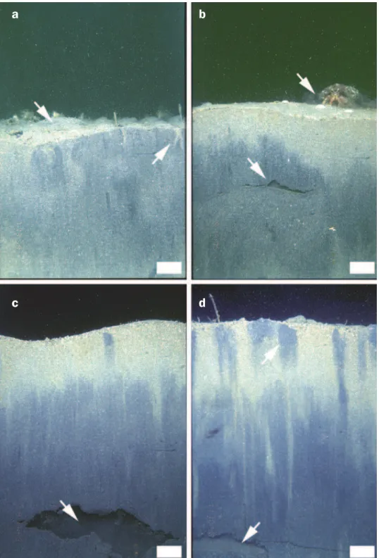 Figure 1. Sediment-profile images of the marine benthos showing the influence of inverte- inverte-brate activity on sediment structure