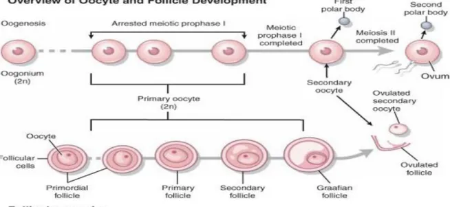 Figure 2 : Revue de l’ovogénèse(en haut) et de la folliculogénèse (bas). Les deux processus commencent  pendant  la  période  embryonnaire  et  se  continuent  durant  l'âge  adulte
