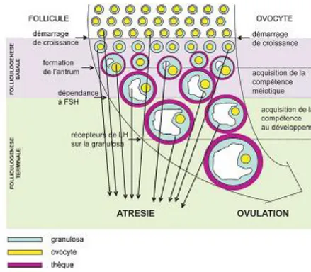 Figure  3 :  Principales  étapes  du  développement  folliculaire  et  de  la maturation Ovocytaire  