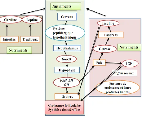 Figure  10 :                représentation  schématique  du  mécanisme  par  lequel  la  nutrition  influence  la  fonction de reproduction  