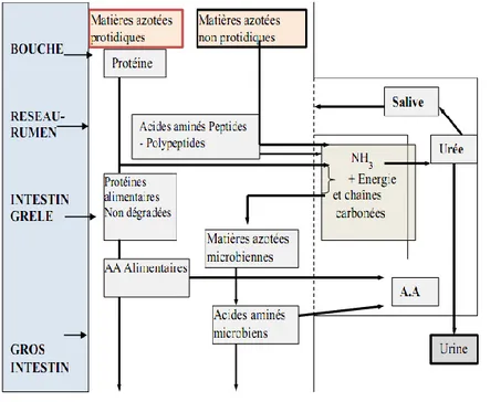 Figure  13 :  Schéma  simplifié  de  la  digestion  des  matières  azotées  par  le  ruminant  (ITEB- INRAP, 1984 )