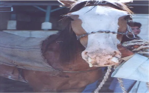 Figure 4: Cheval infecté par un EIV représente un écoulement nasal muco-purulent  
