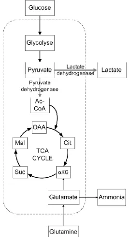 Figure 1.1 - Métabolisme énergétique simplifié 