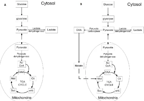Figure 1.2 - Schéma réactionnel proposé par (Irani, Wirth et al. 1999) pour expliquer l'effet  de PYC2