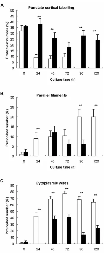 Fig. 5: Quantitative analysis of actin organization in RGD-treated protoplasts according to  culture time