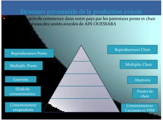 Fig. 3 : Structure pyramidale de la production avicole. 