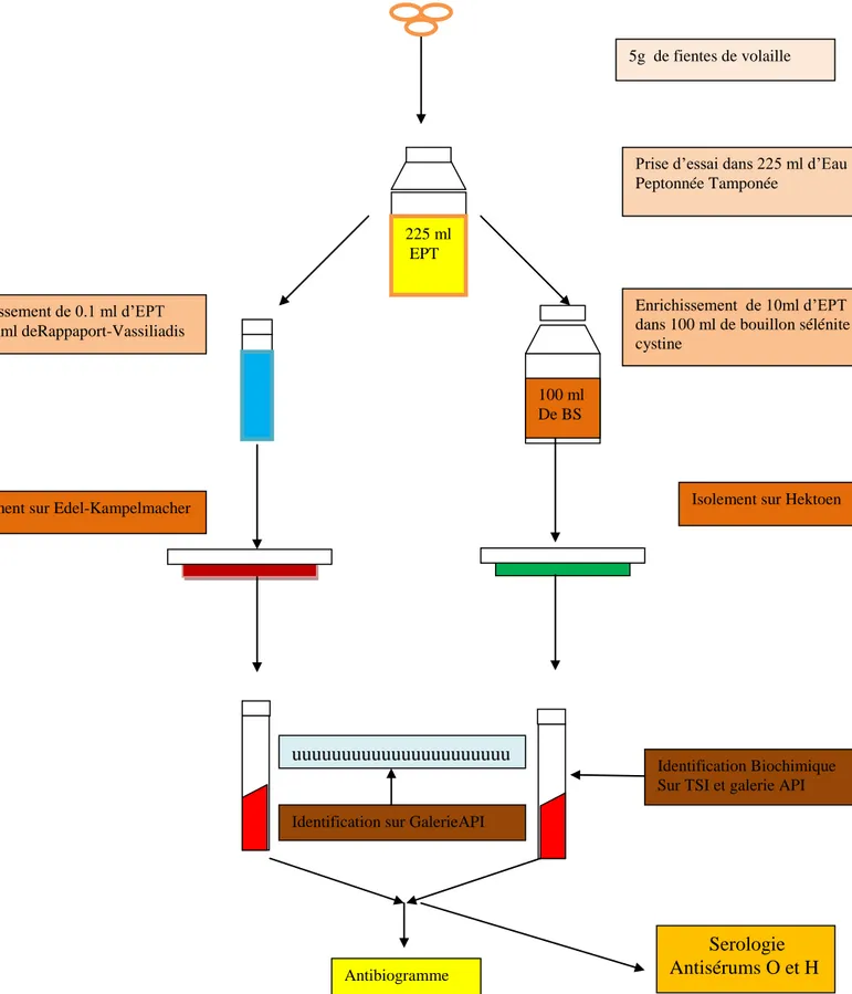 Fig. 4 : Protocole ISO AFNOR 6579 de la recherche des salmonelles dans les fientes de  volaille  225 ml  EPT  100 ml De BS  Enrichissement  de 10ml d’EPT  dans 100 ml de bouillon sélénite cystine  