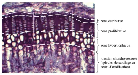 Figure 1.5: Section histologique d’une plaque de croissance murine  (coloration à la toluidine bleue, grossissement 10X) 