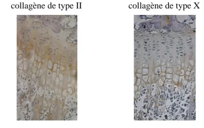 Figure  1.6:  Immunohistochimies  effectuées  sur  des  coupes  histologiques  de  plaque  de  croissance  murine  (adapté  de  Cancel et al