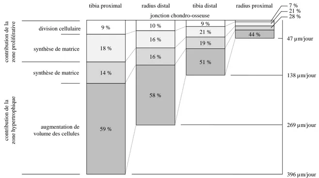 Figure  1.7:  Contribution  des  zones  proliférative  et  hypertrophique  dans  la  croissance  longitudinale des os (adapté de [92]) 