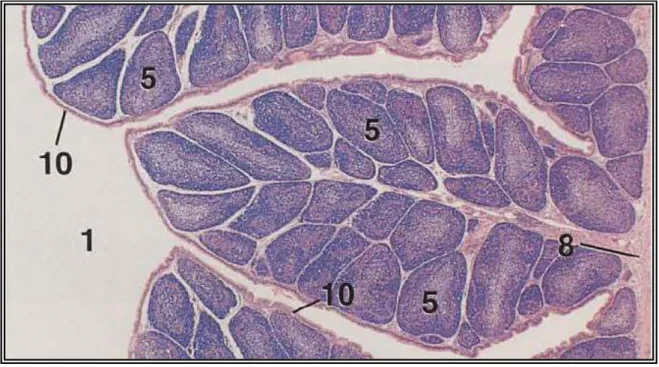 Figure 2 : Structure histologique de la BF. x 12,5 (Bacha et Bacha, 2000) 