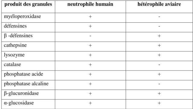 Tableau 1 : Comparaison entre le contenu des granules des hétérophiles aviaires et des  neutrophiles humains (Harmon, 1998)*   