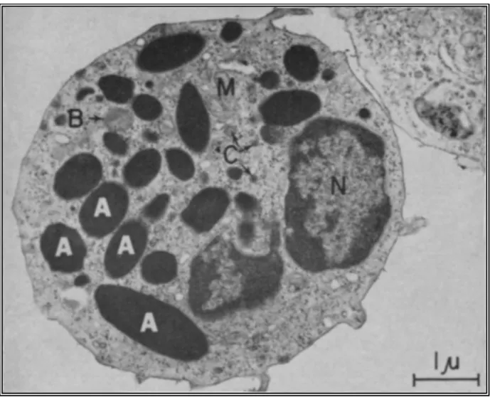 Figure 6: Hétérophile du poulet au microscope électronique. N = noyau; M = mitochondrie;  A = granules de grande taille; B = granules intermédiaires; C = granules de petite taille (Brune 